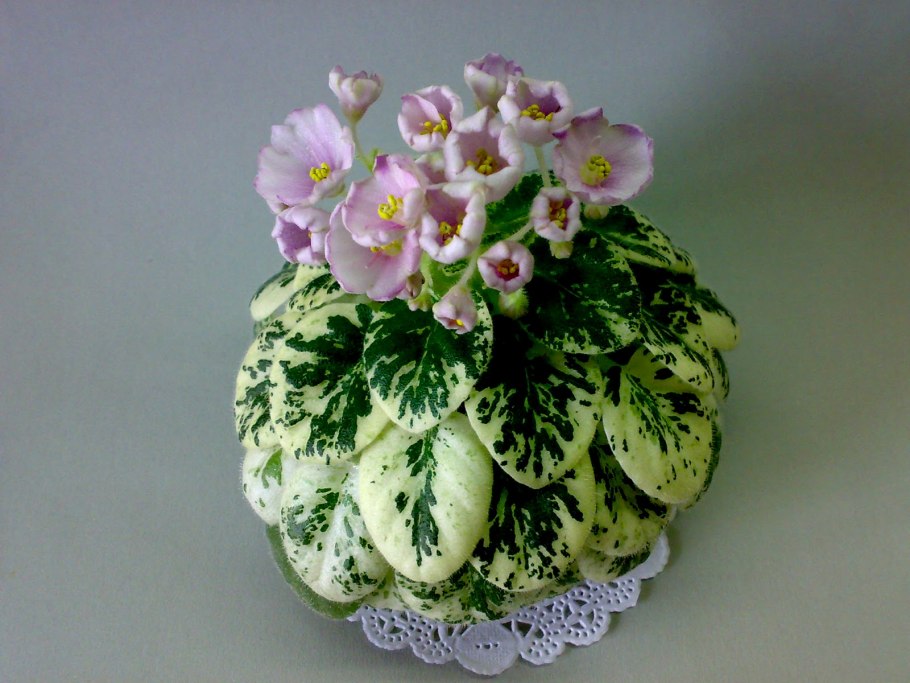 Kentucky baby bells фиалка