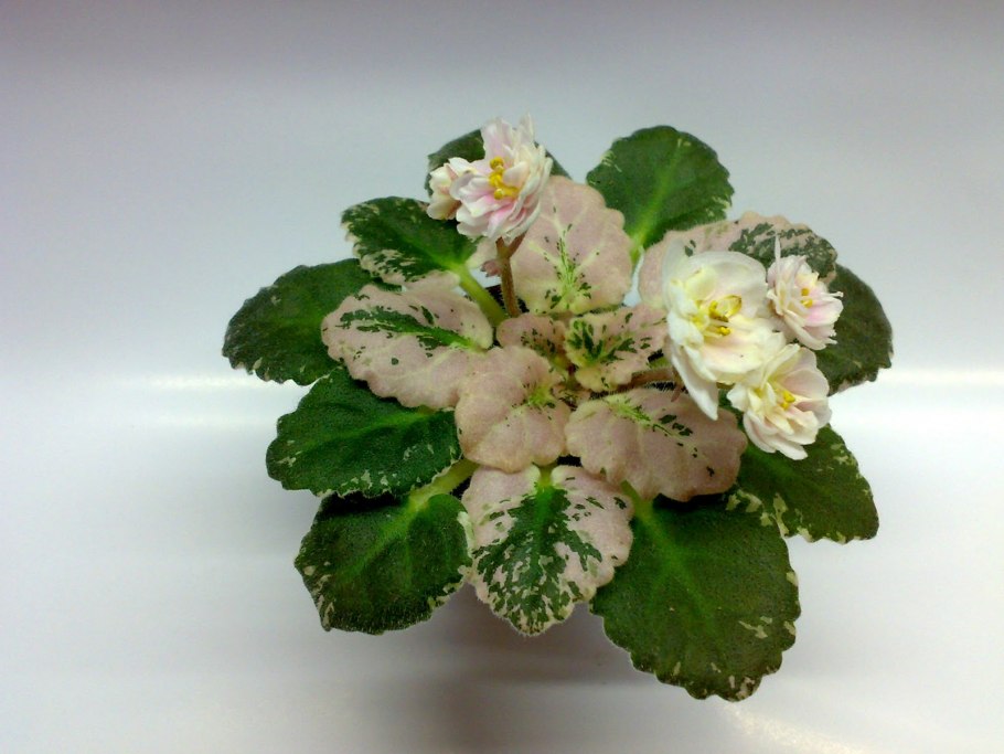 Фиалка берилловый иней