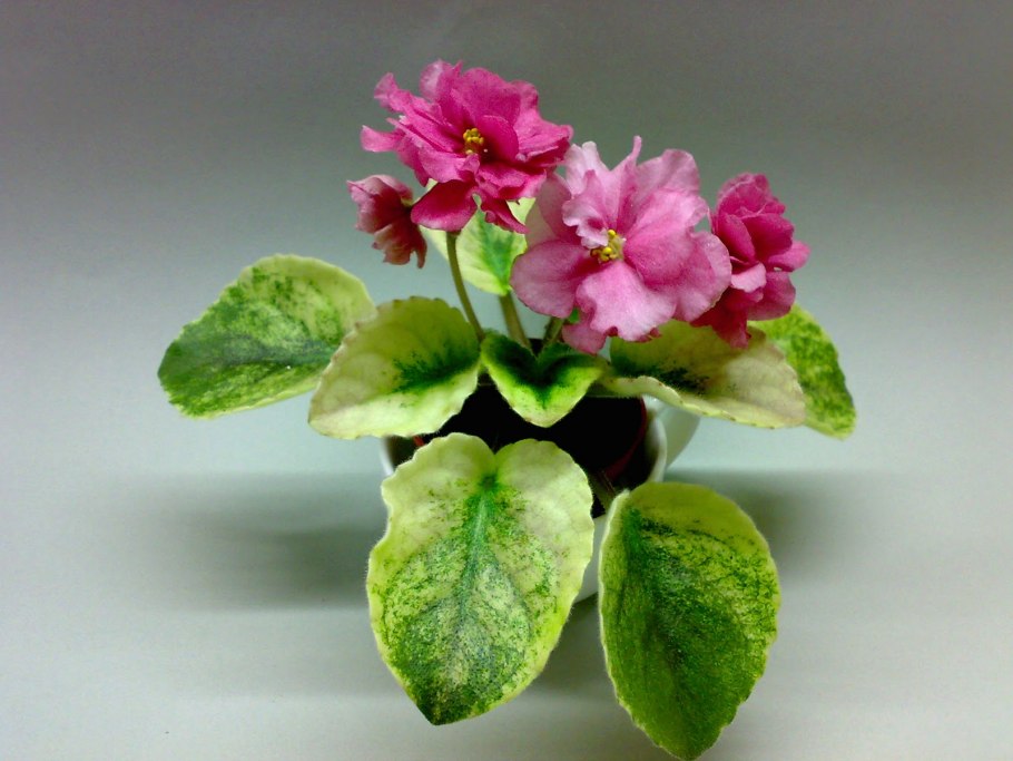 Фиалка ян катюша