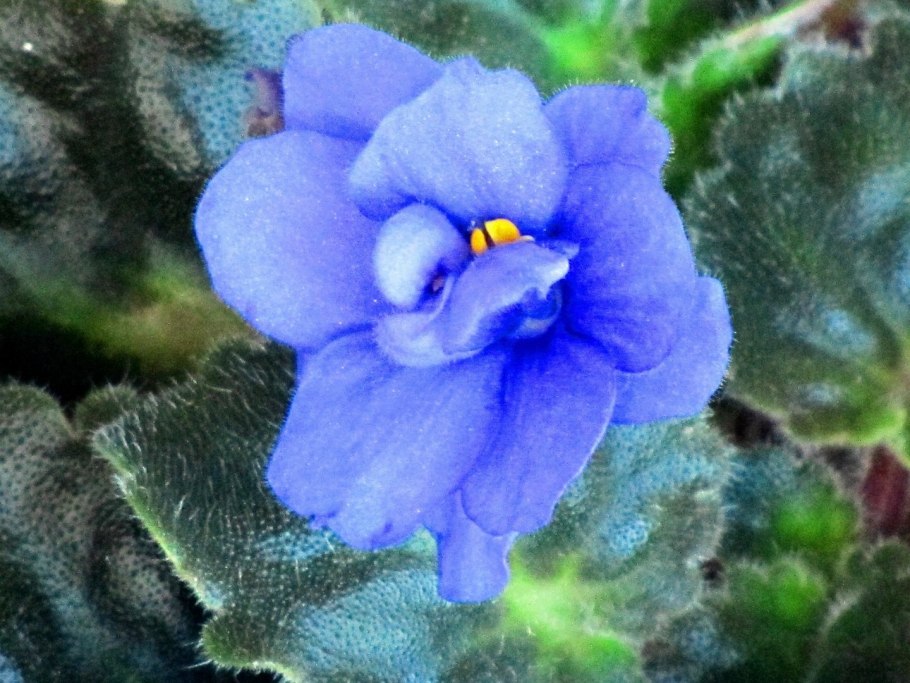 Фиалка водяной