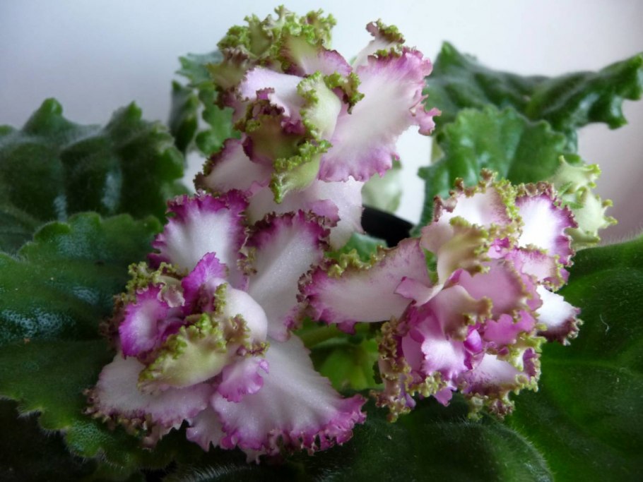 Фиалка улыбка фаберже