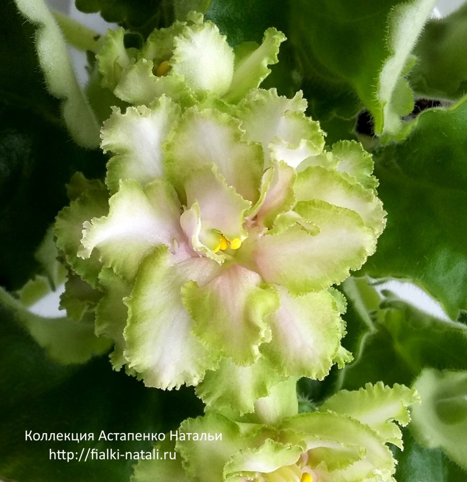 Фиалка ек берендеево царство