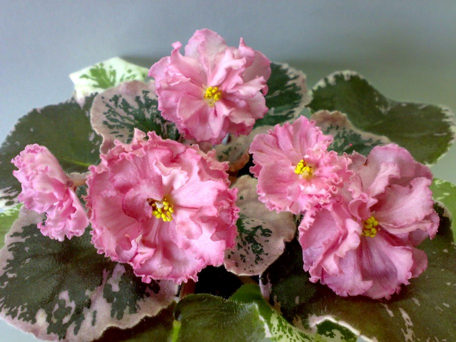 Ле одалиска фиалка