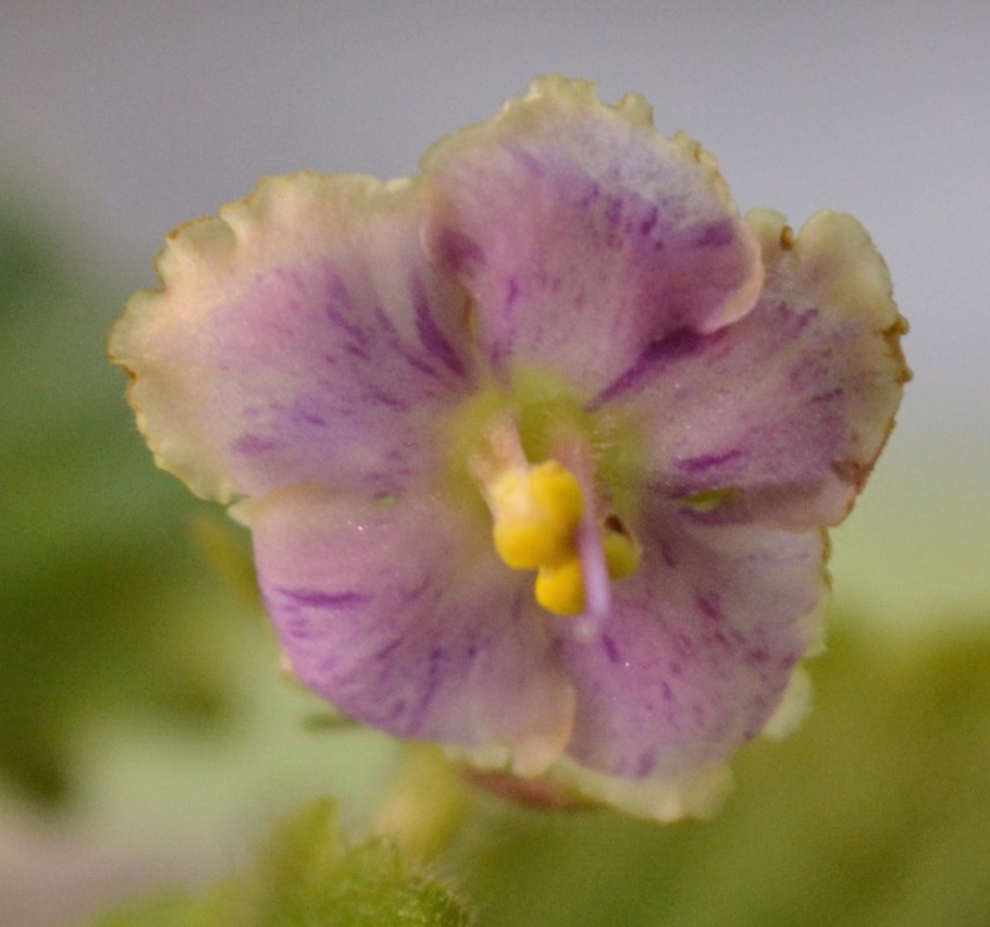 Ле аюми фиалка