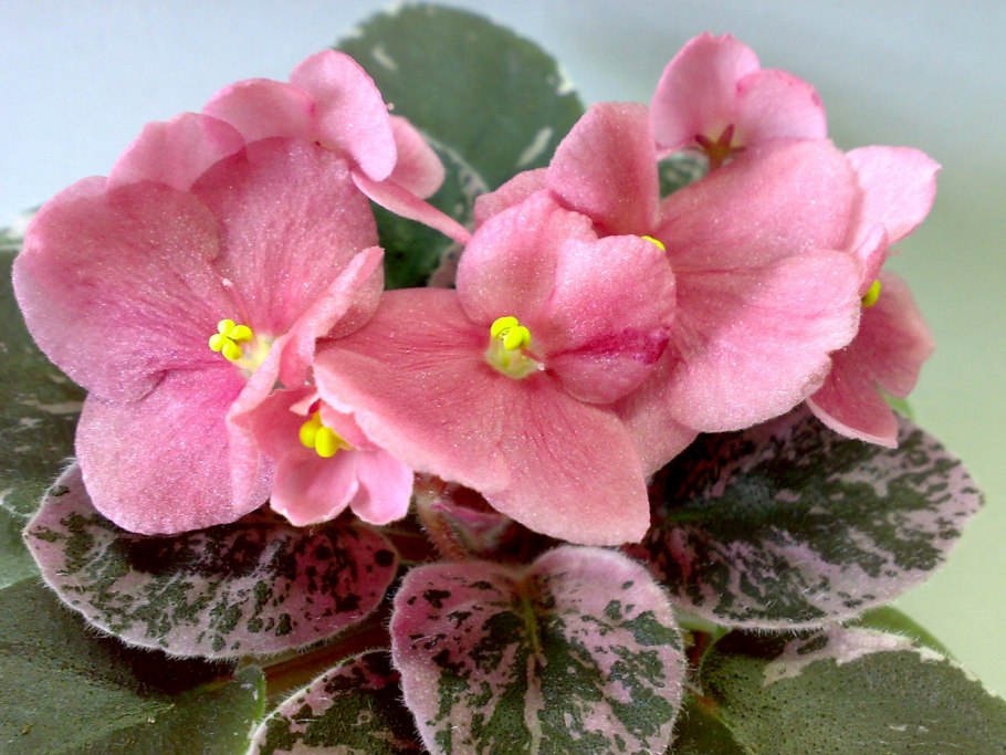 Фиалка mac's maginal mandarin