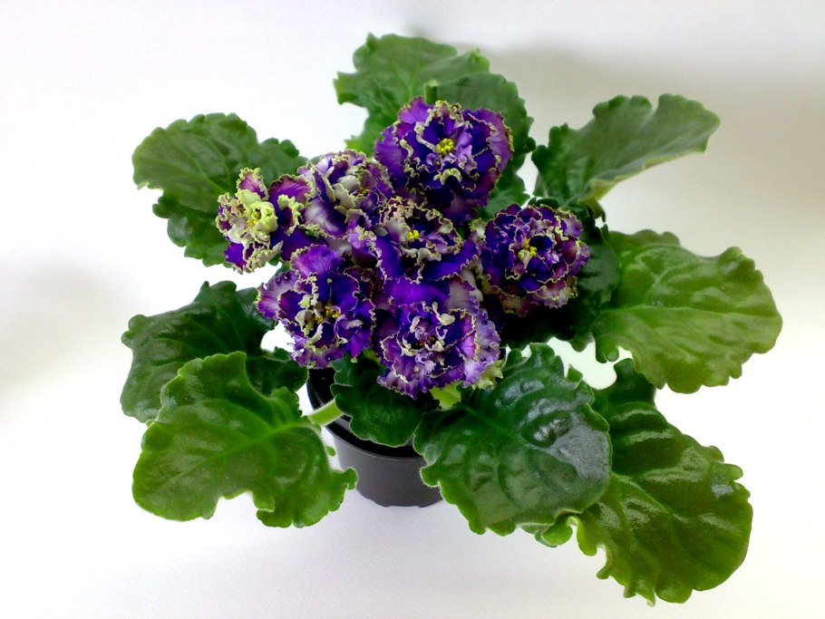 Фиалка водяной дадоян