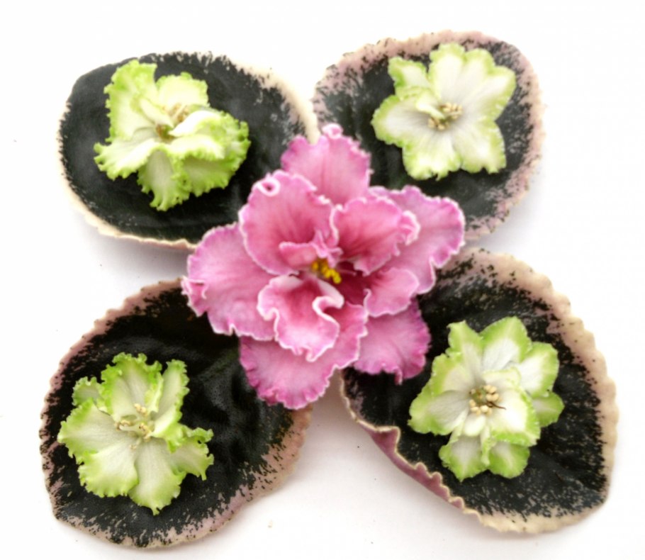 Ек-марсианка фиалка