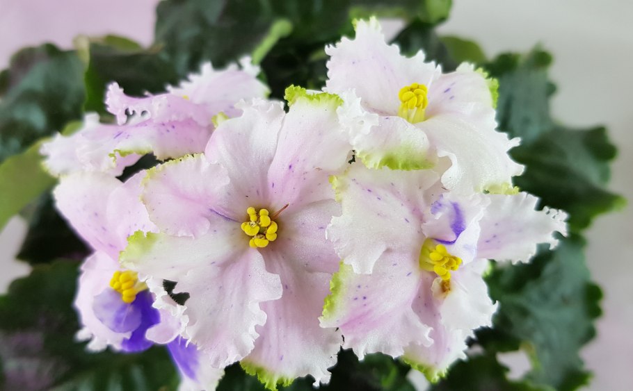 Фиалка суламифь