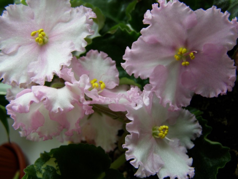 Фиалка розовая