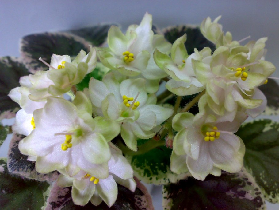 Н-травень фиалка