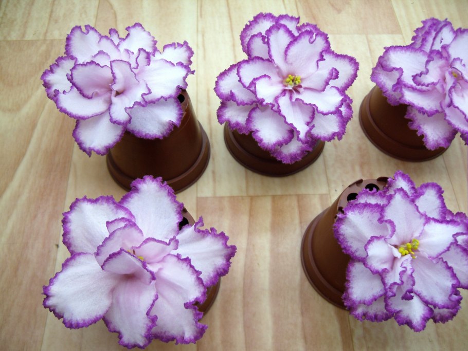 Сортовые фиалки