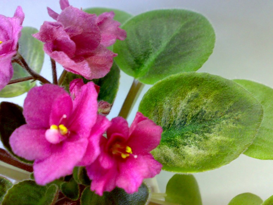 Розовая фиалка