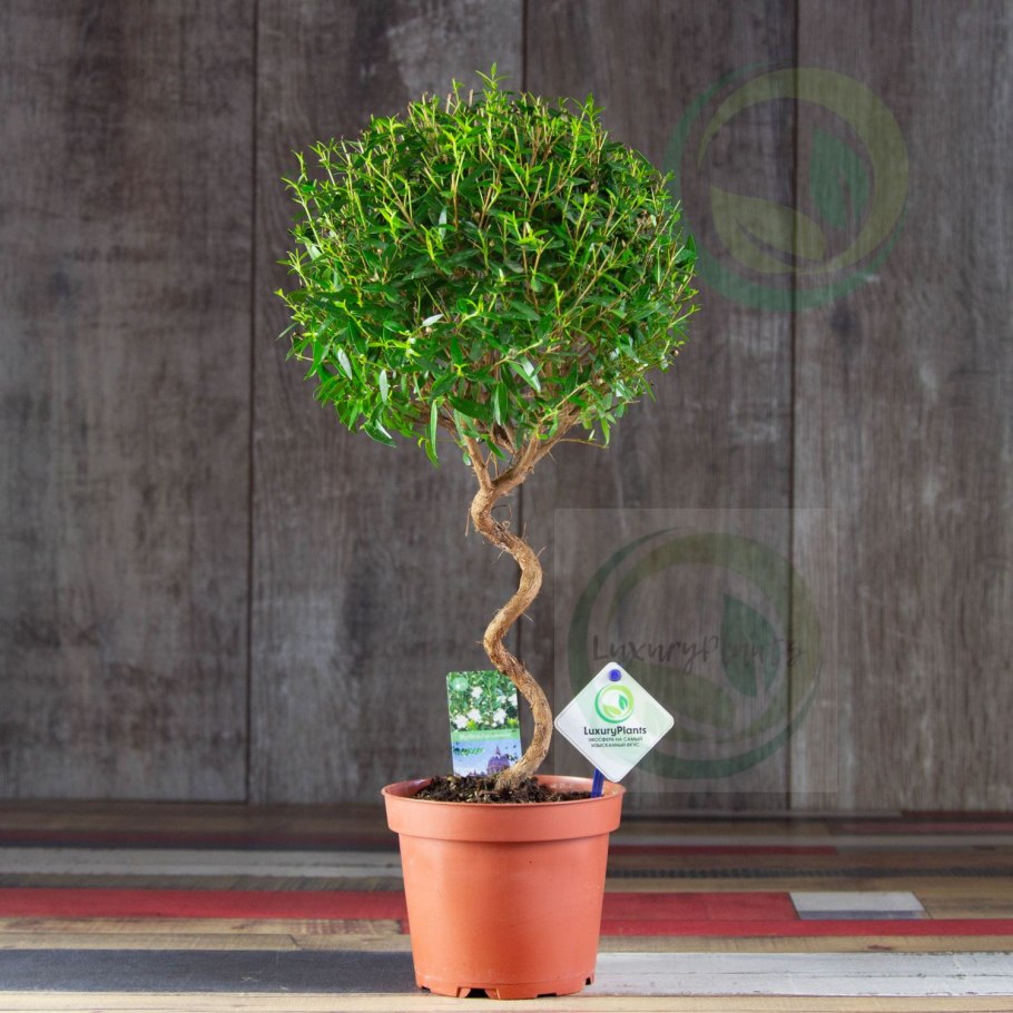 Мирт цветок