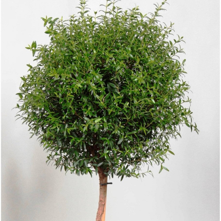 Мирт дерево комнатное