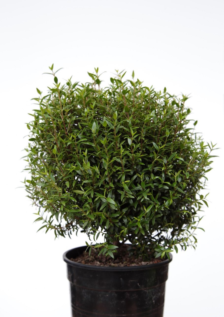 Фикус миртовое дерево