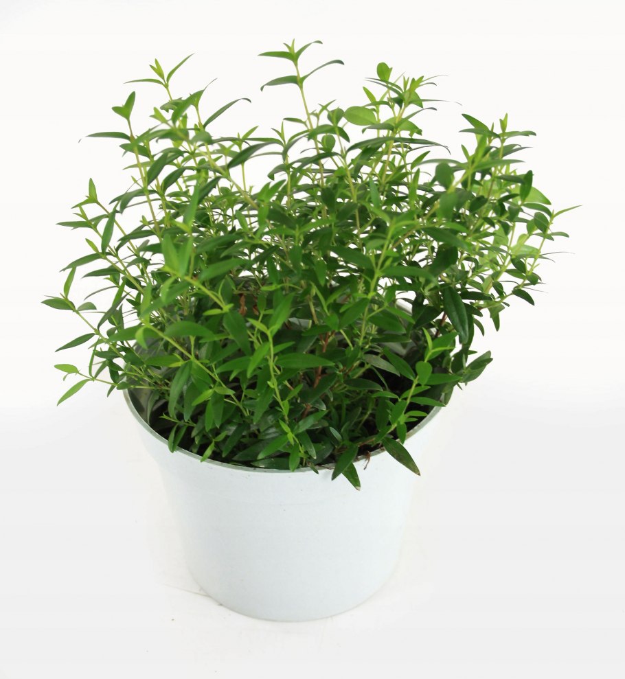 Мирт Миртус коммунис