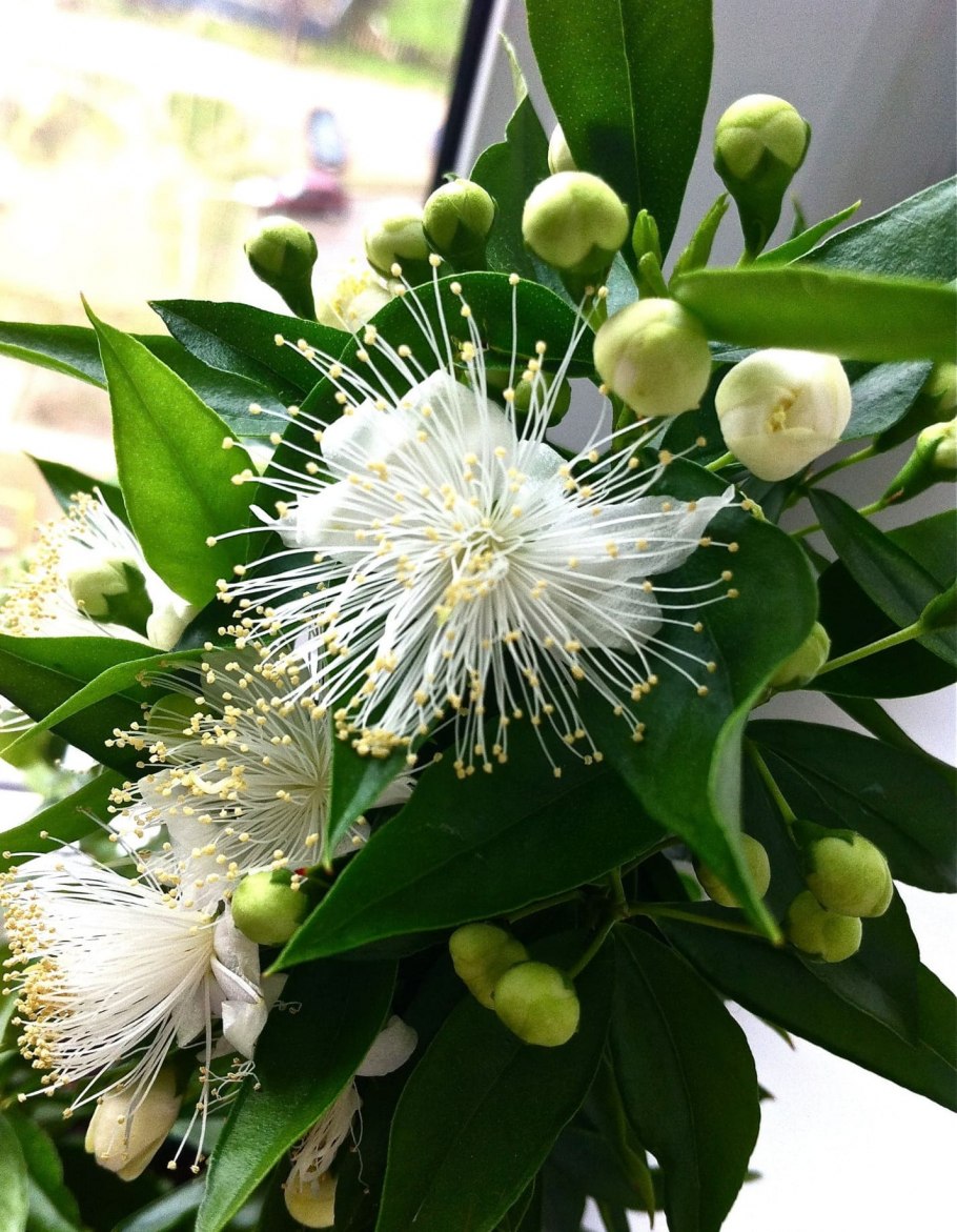 Мирт комнатный