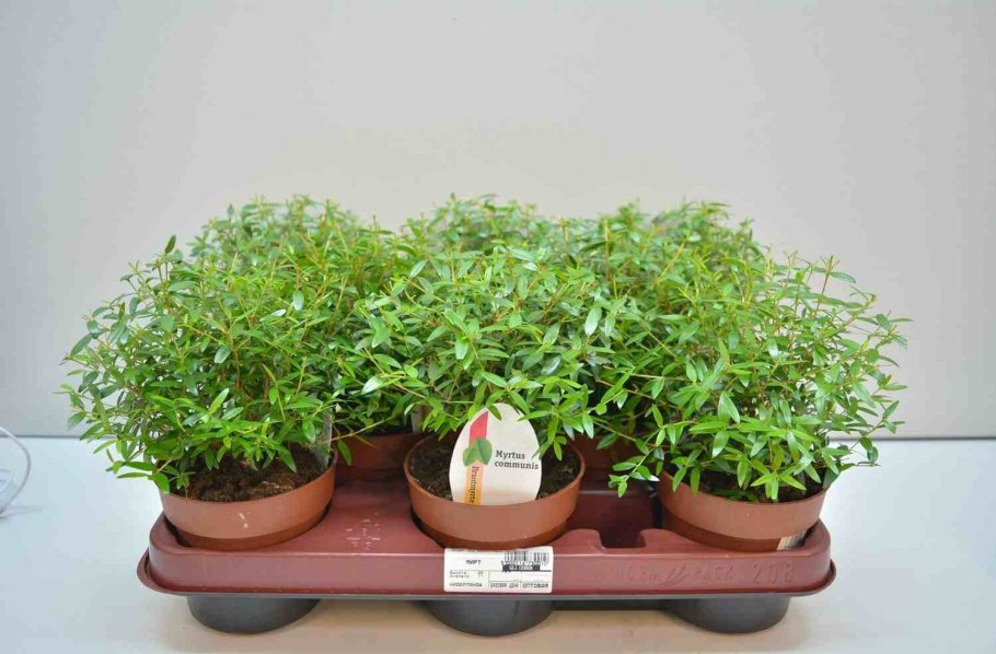 Мирт обыкновенный штамбовый