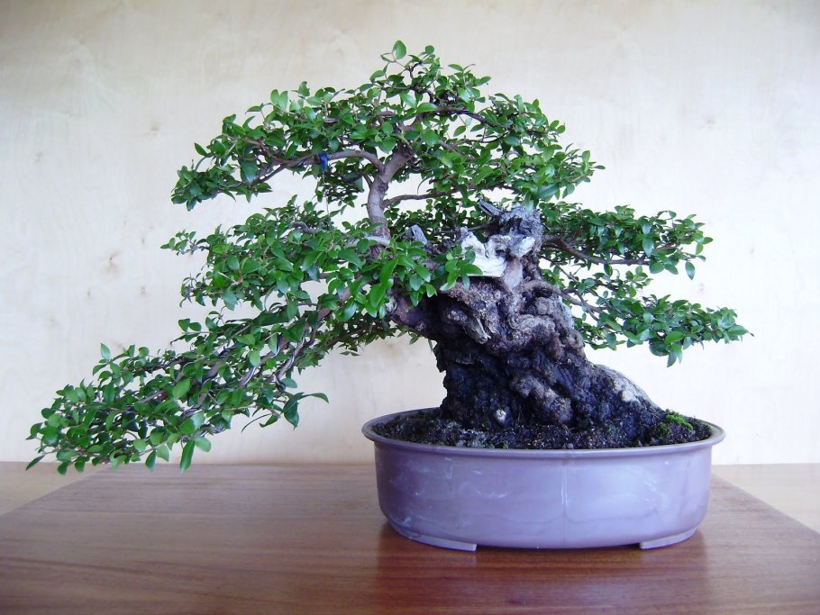 Мирт коммунис цветок