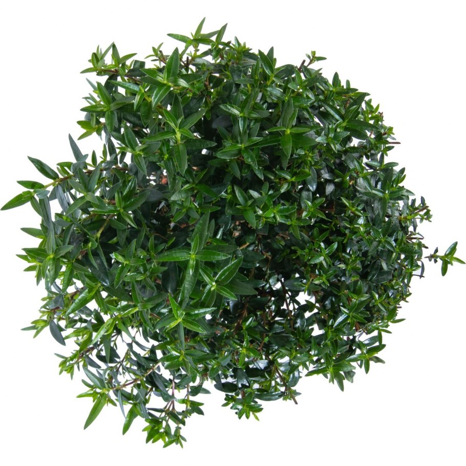 Мирт коммунис