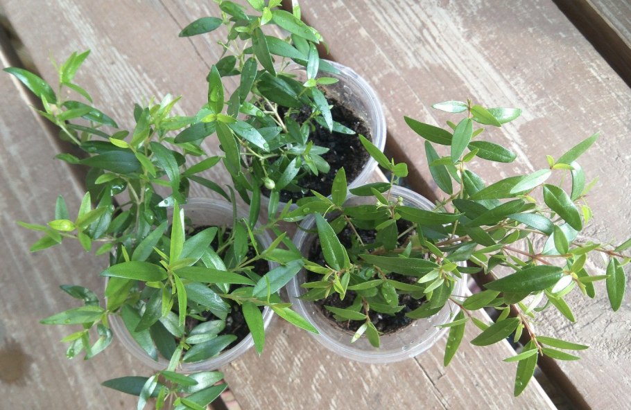 Мирт цветок комнатный