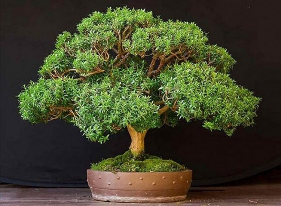 Мирт коммунис штамбовый