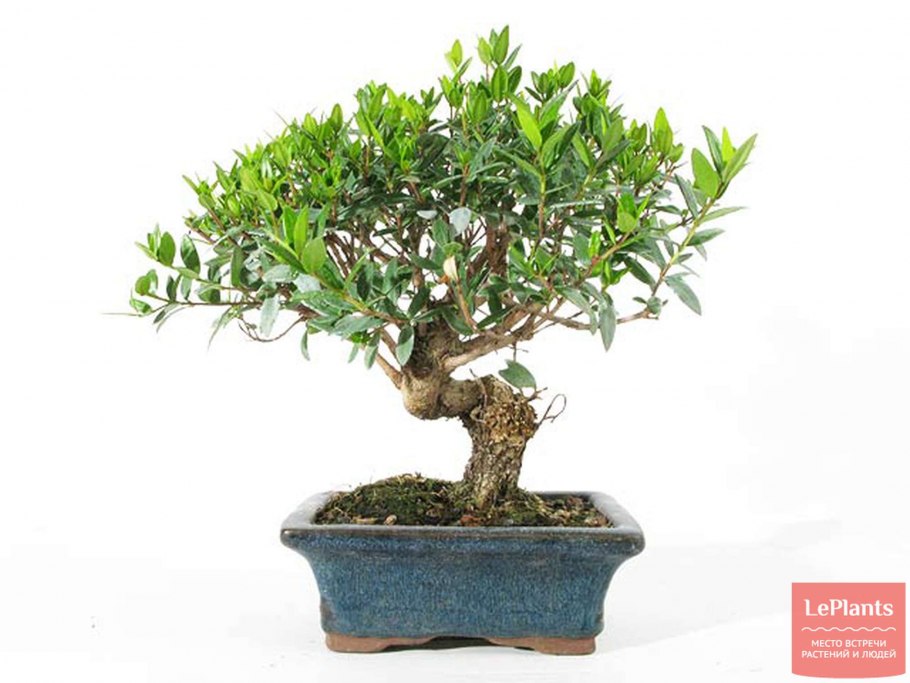 Мирт бонсай