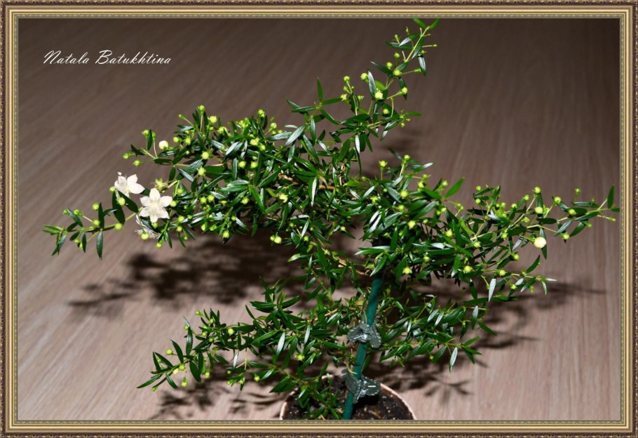 Мирт обыкновенный бонсай