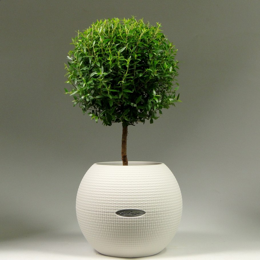 Мирт и эвкалипт