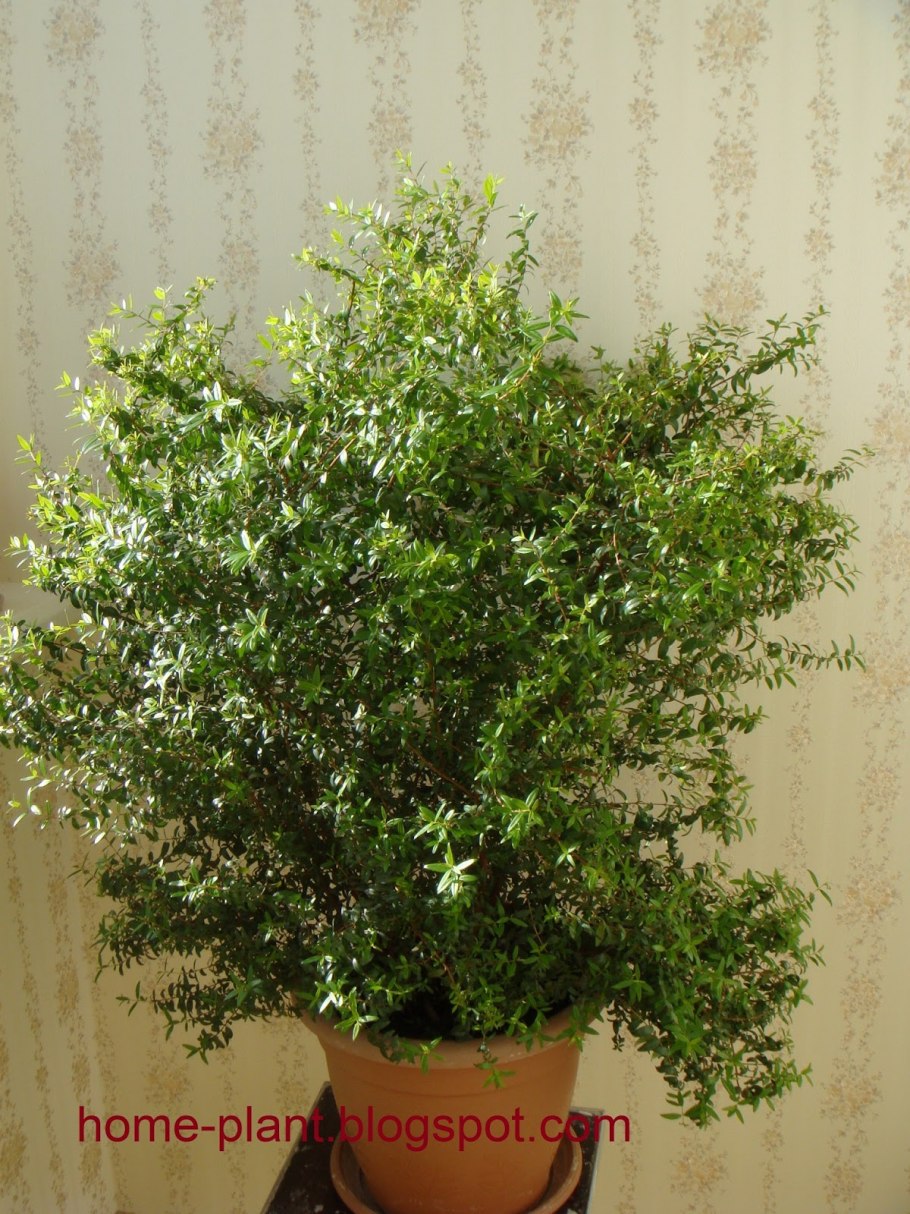 Миртовое дерево бонсай