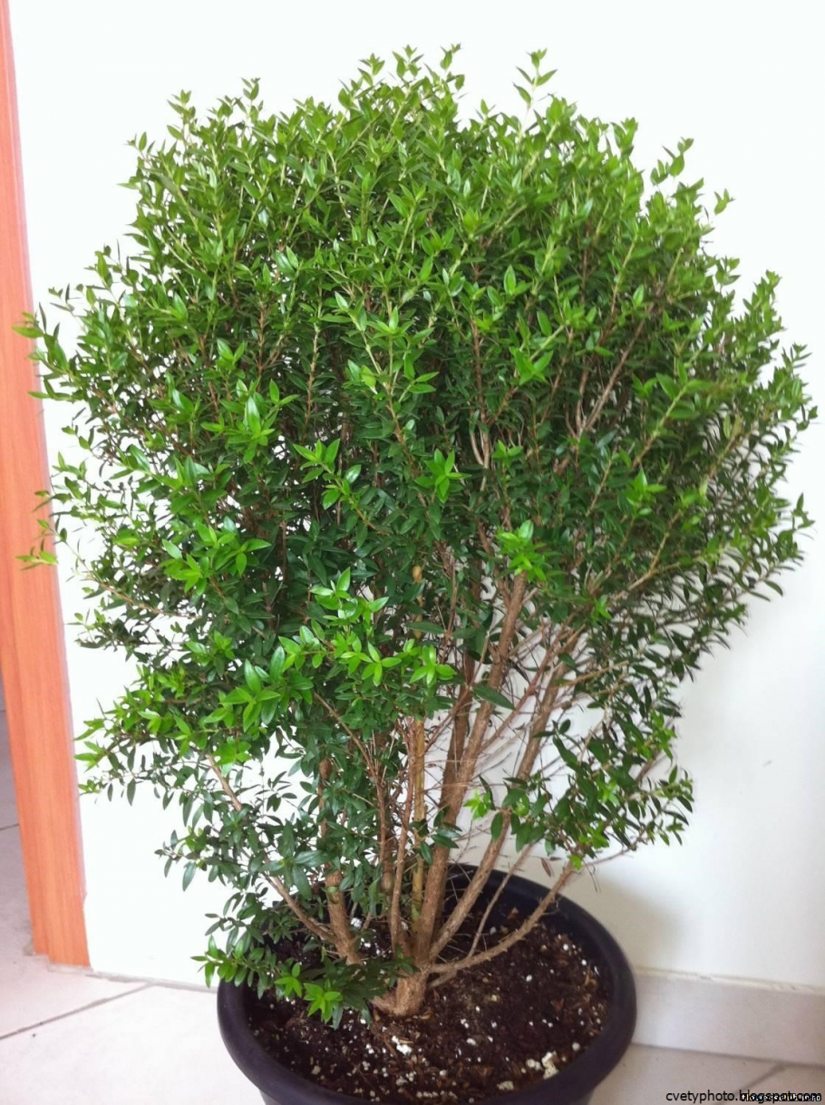 Мирт Myrtus communis