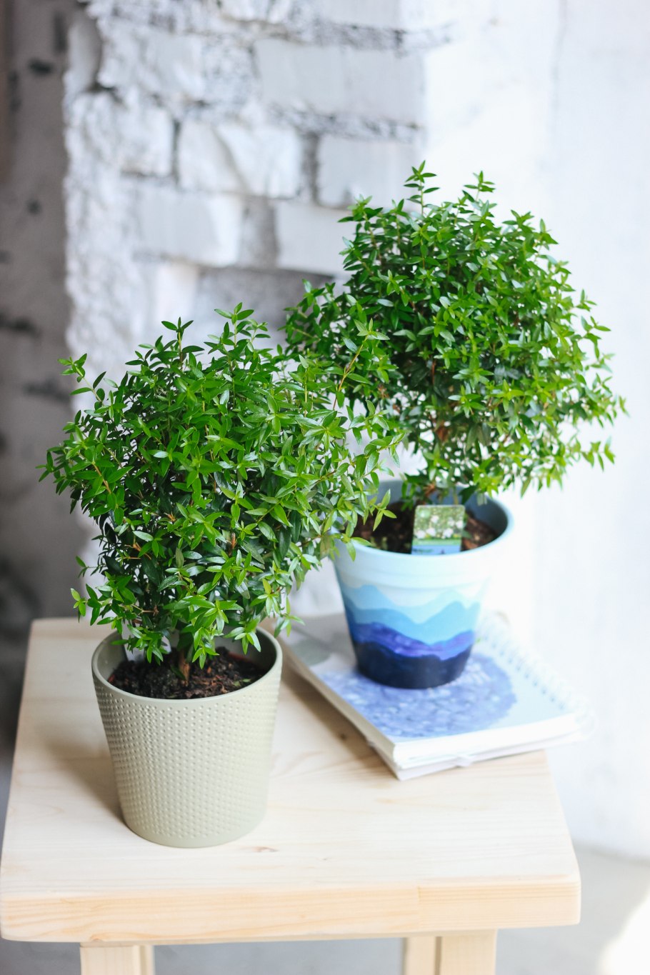 Мирт австралийский хамелациум