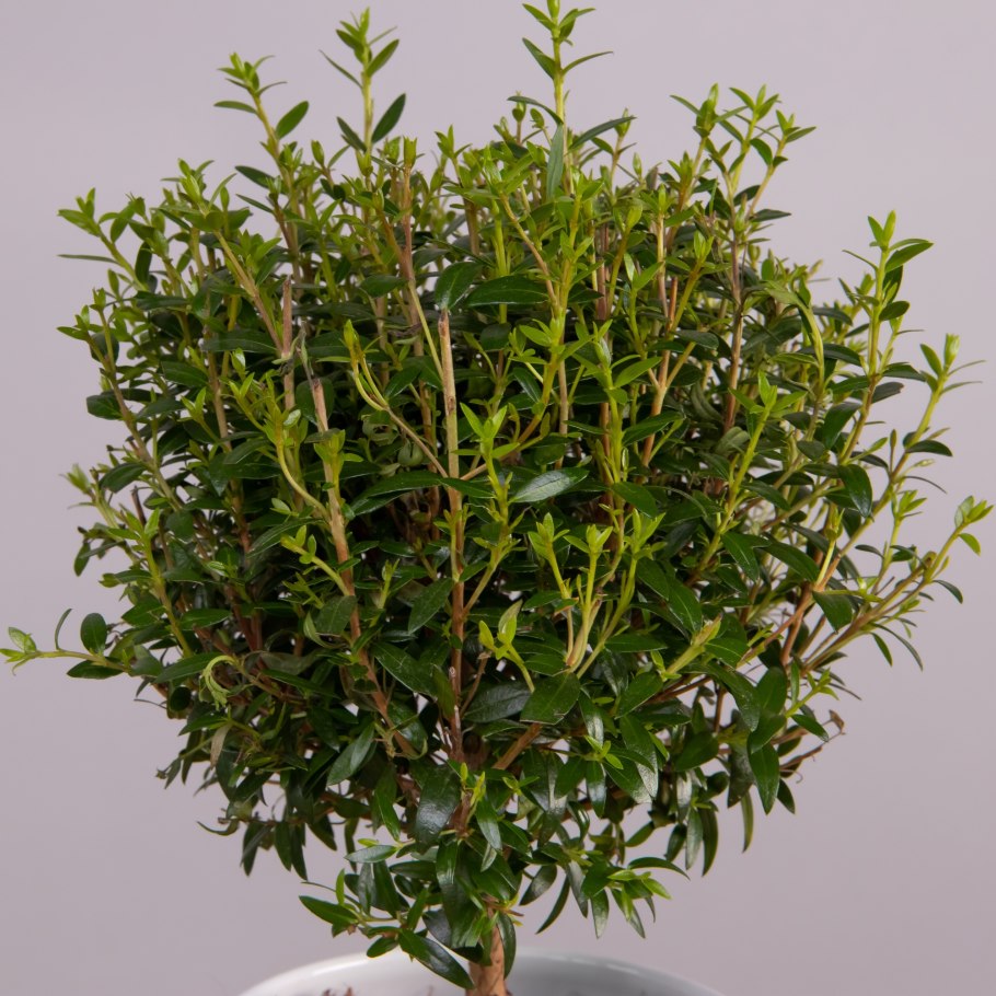 Миртовое дерево