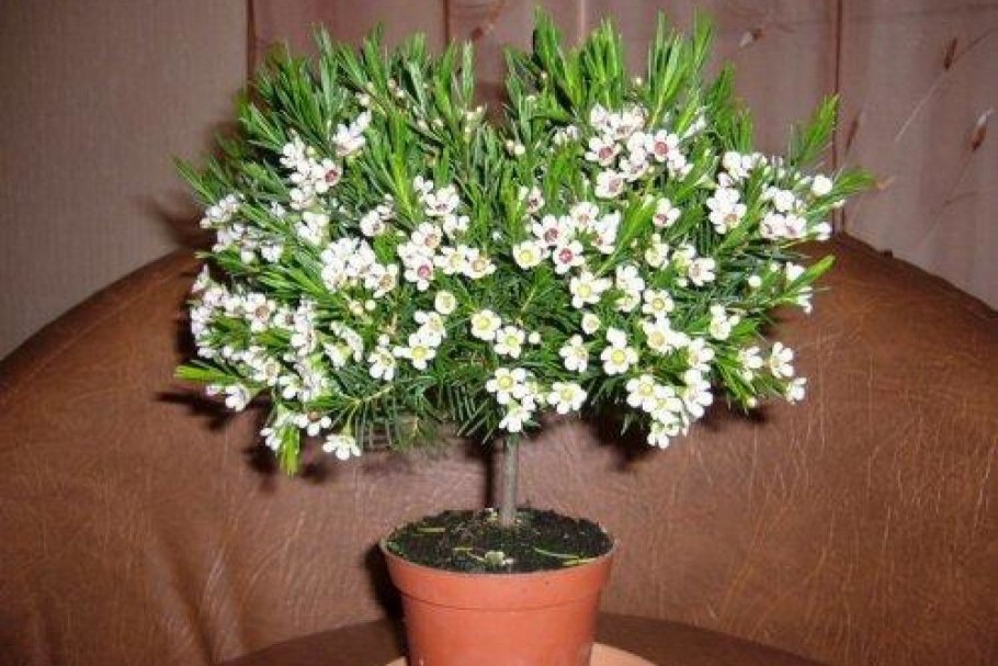 Шеффлера фикус