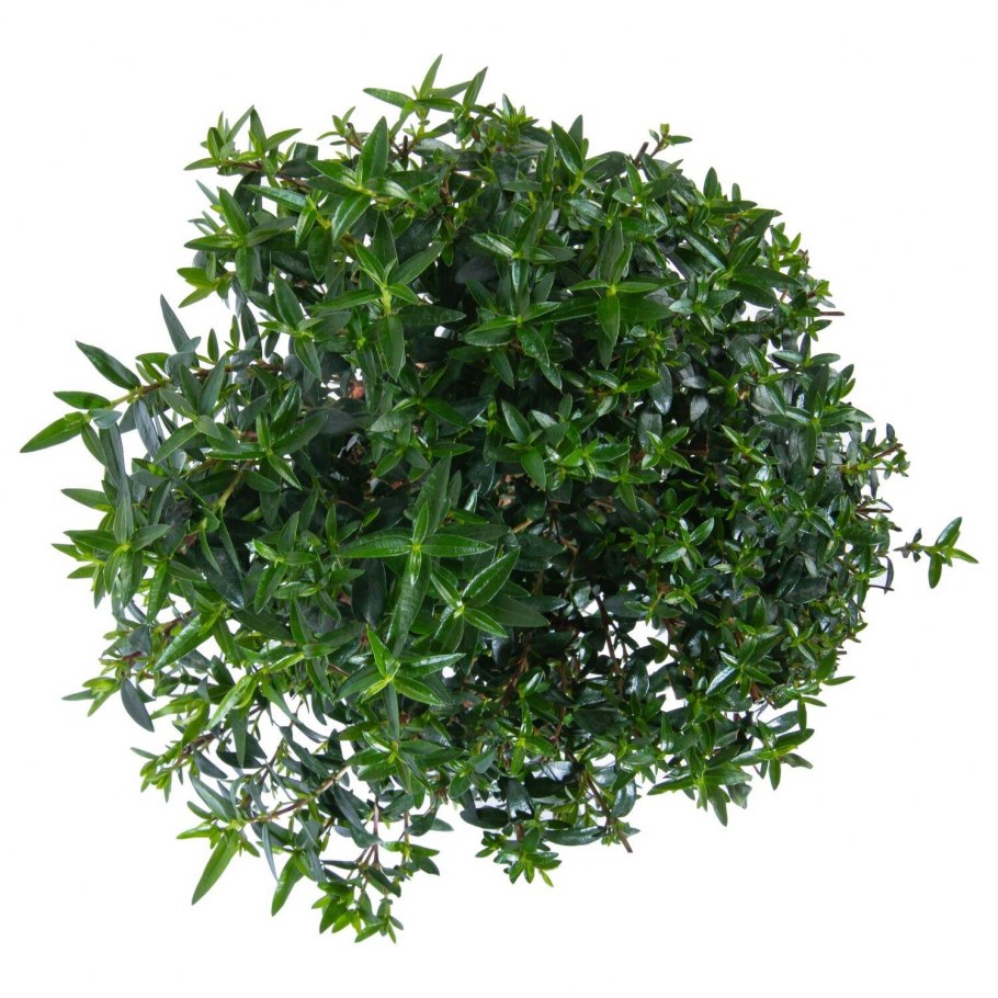 Мирт коммунис штамбовый