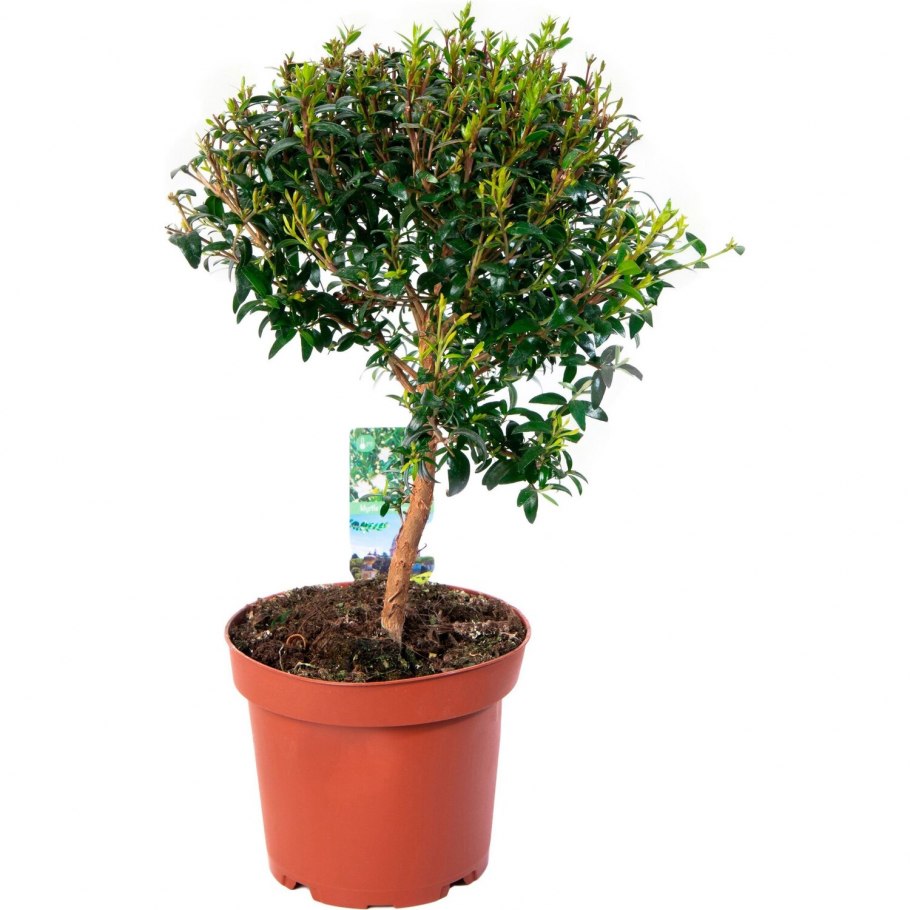 Myrtus communis