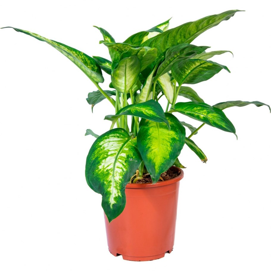 Диффенбахия Баузе (Dieffenbachia bausei)