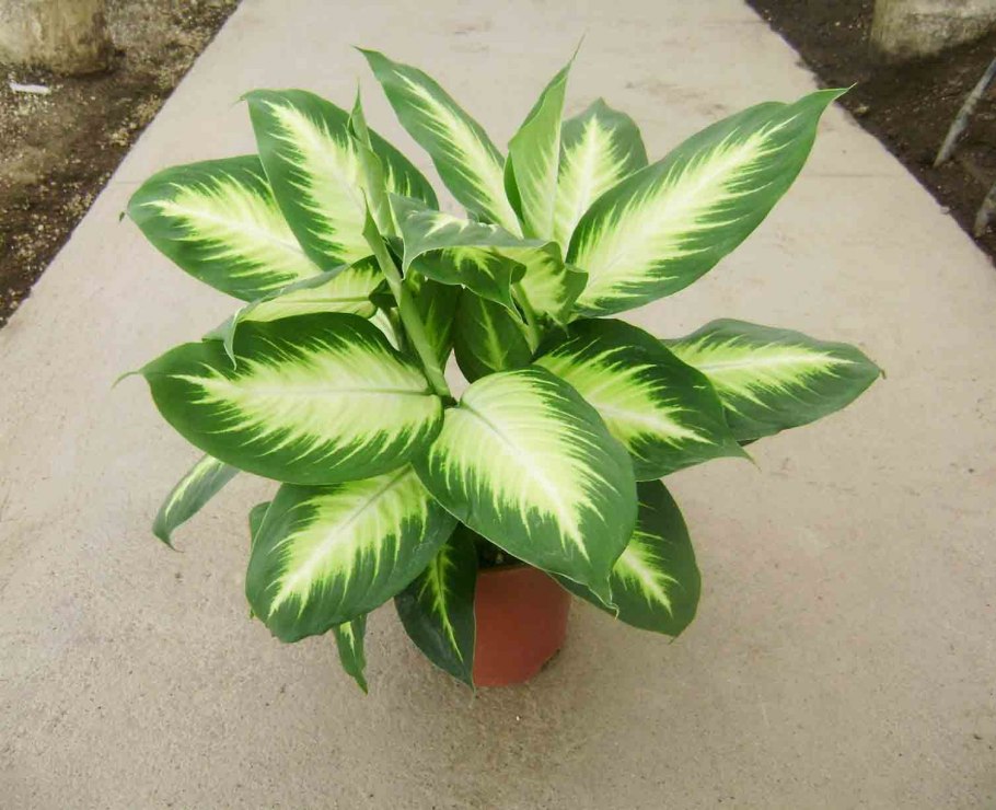 Диффенбахия Камилла (Dieffenbachia Camilla)