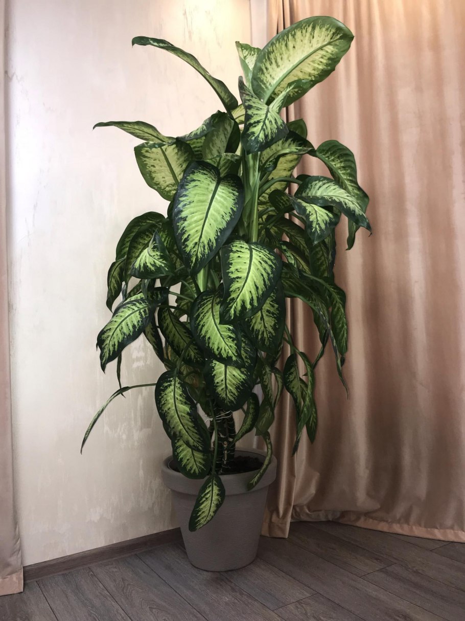Dieffenbachia Краун