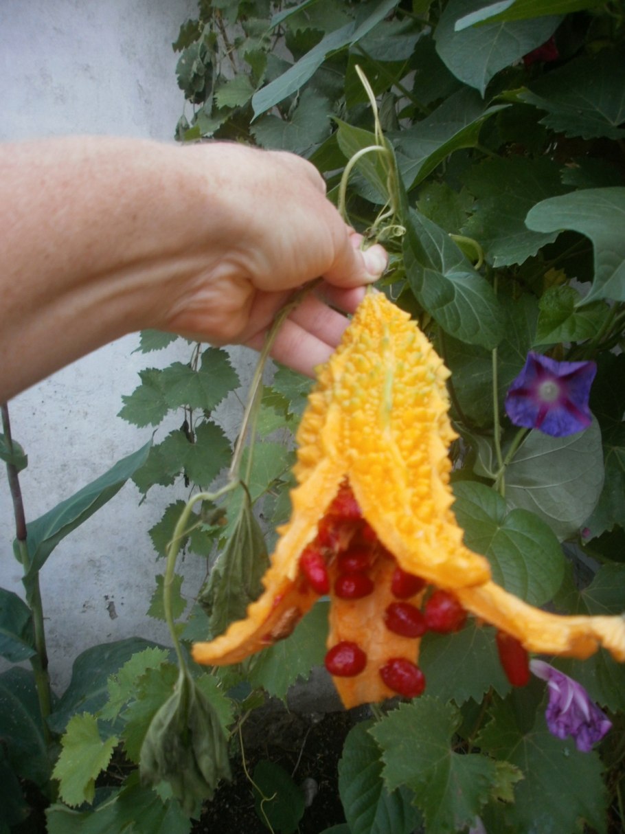 Момордика зеленая