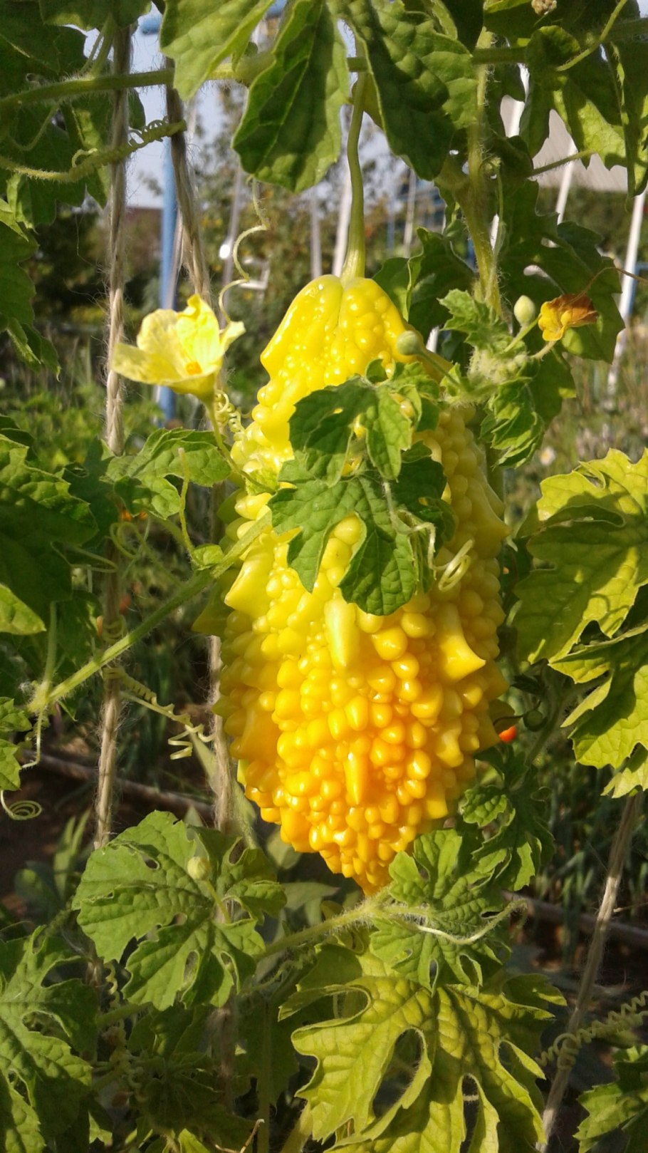 Крымский гранат момордика