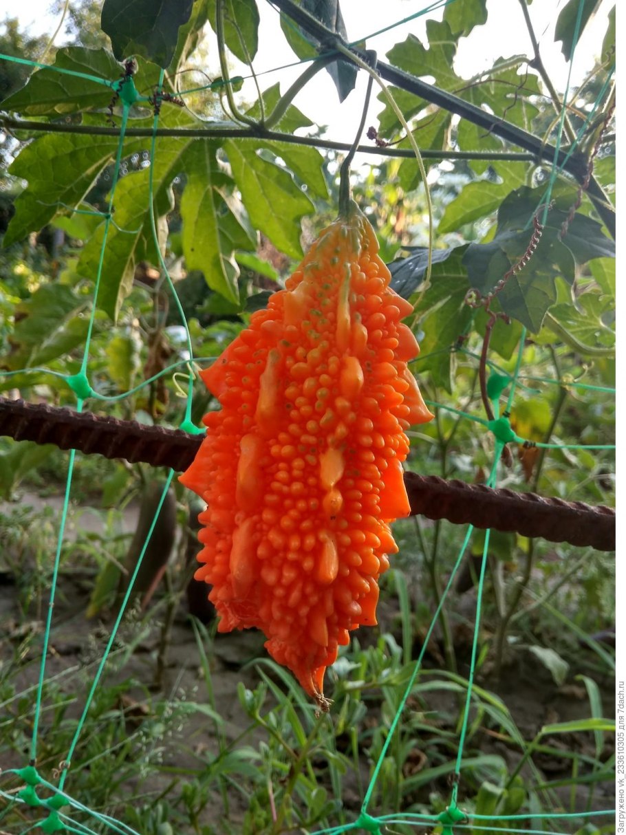 Индийский гранат момордика