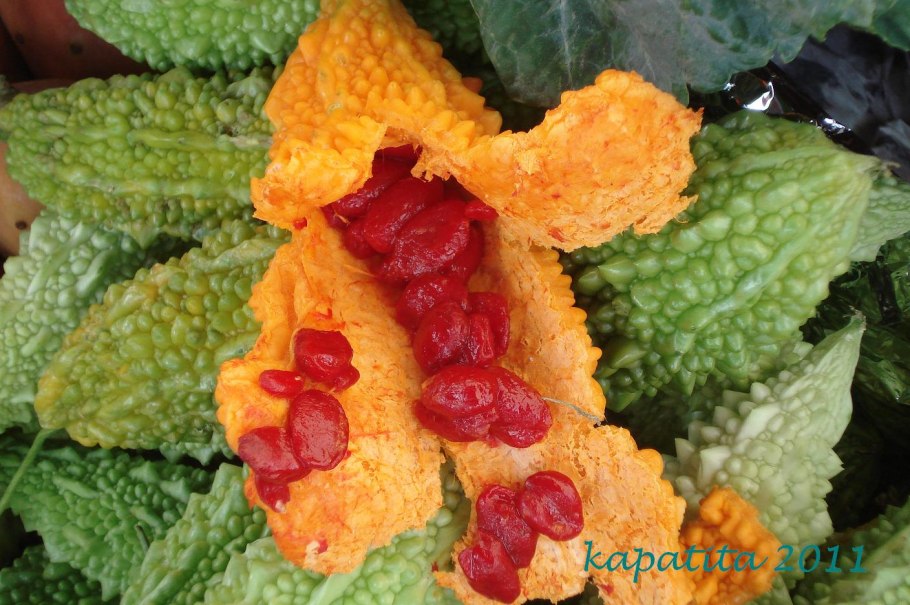 Момордика фрукт