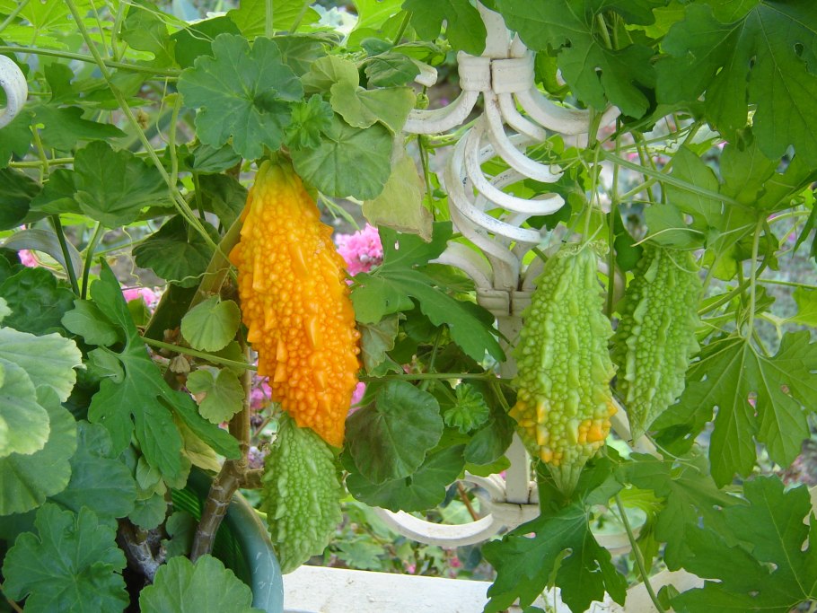 Момордика харанция плод