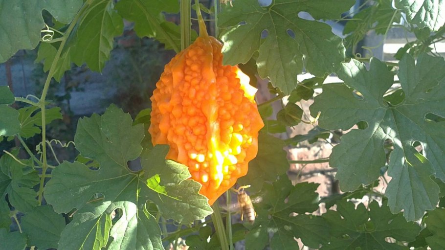 Лиана момордика