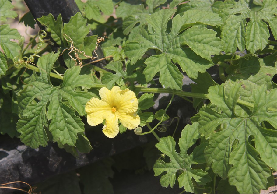 Момордика на вкус что напоминает