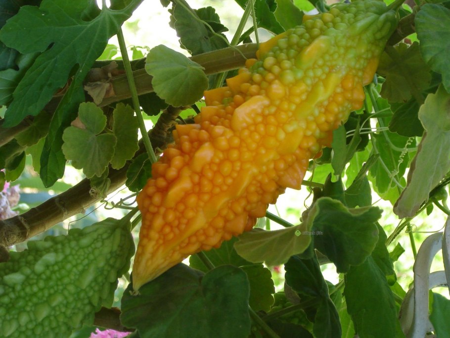 Ягода момордика