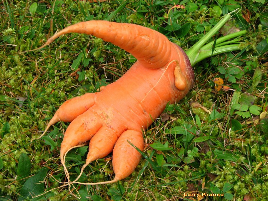Уродливая морковь