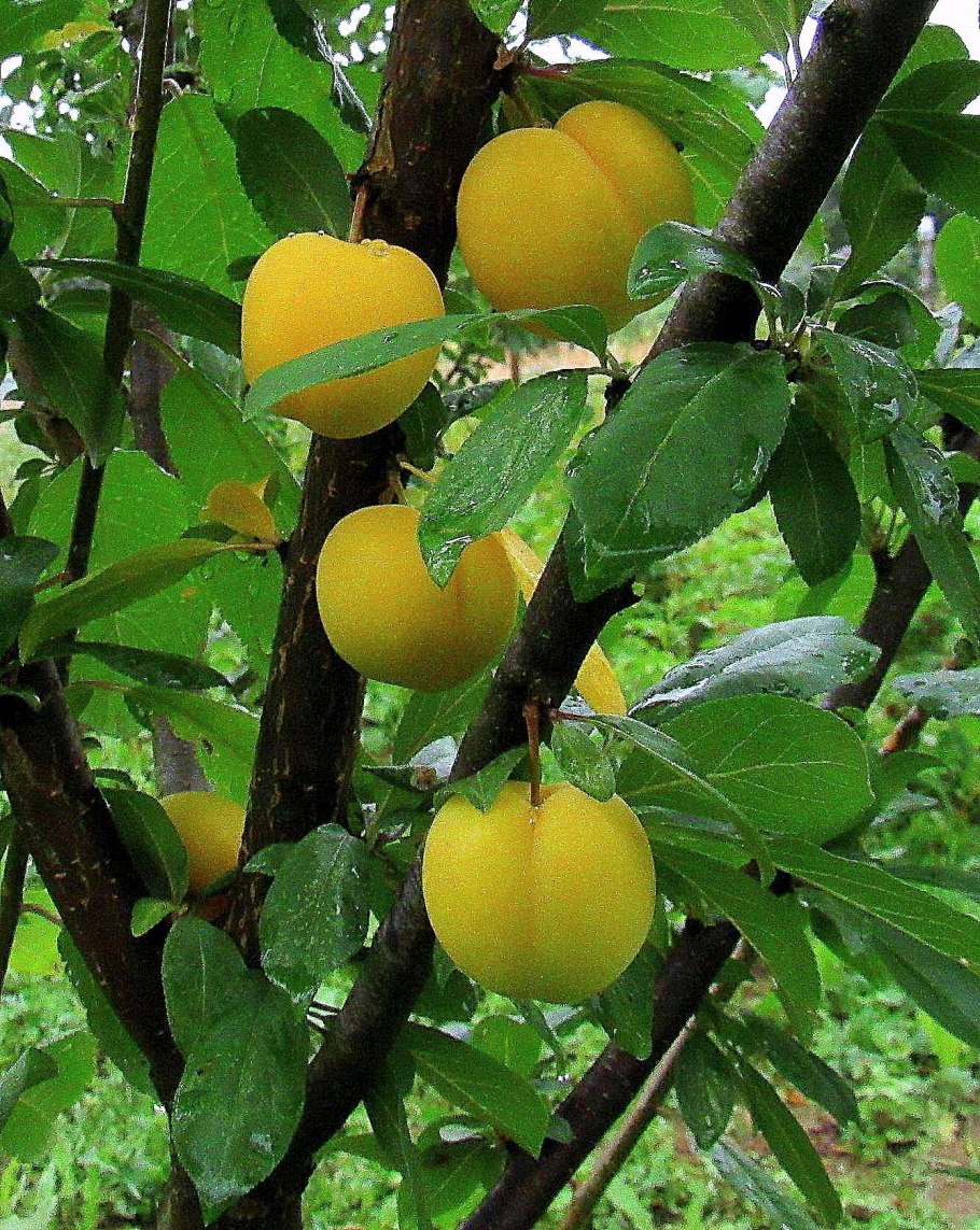 Алыча Лодва