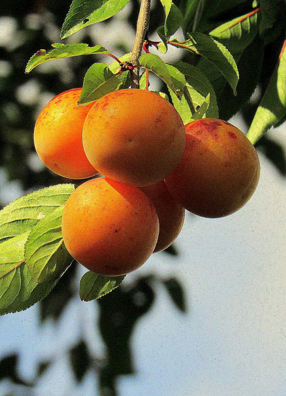 Алыча алыча